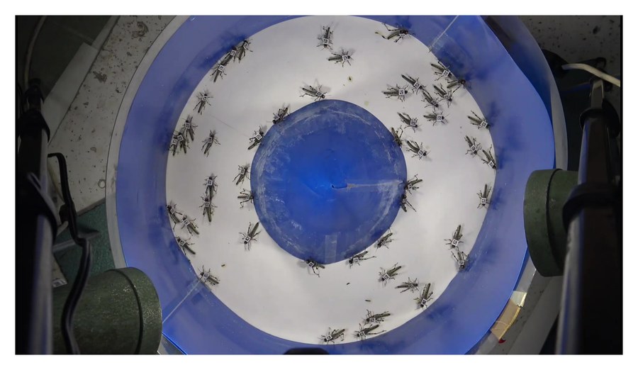 Locusts marching in a ring-shaped arena